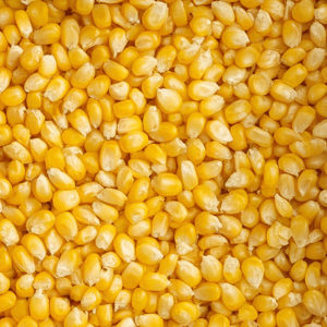 Elgin Organic Corn Kernels 600g Gallery Image | Frozberries Sydney