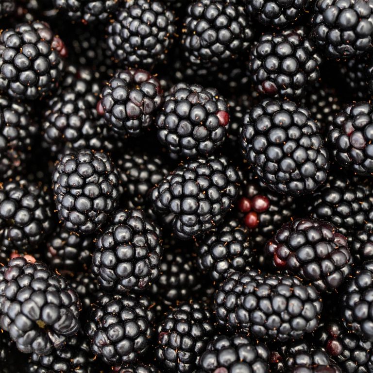Harvestime Blackberries 1Kg Gallery Image | Frozberries Sydney