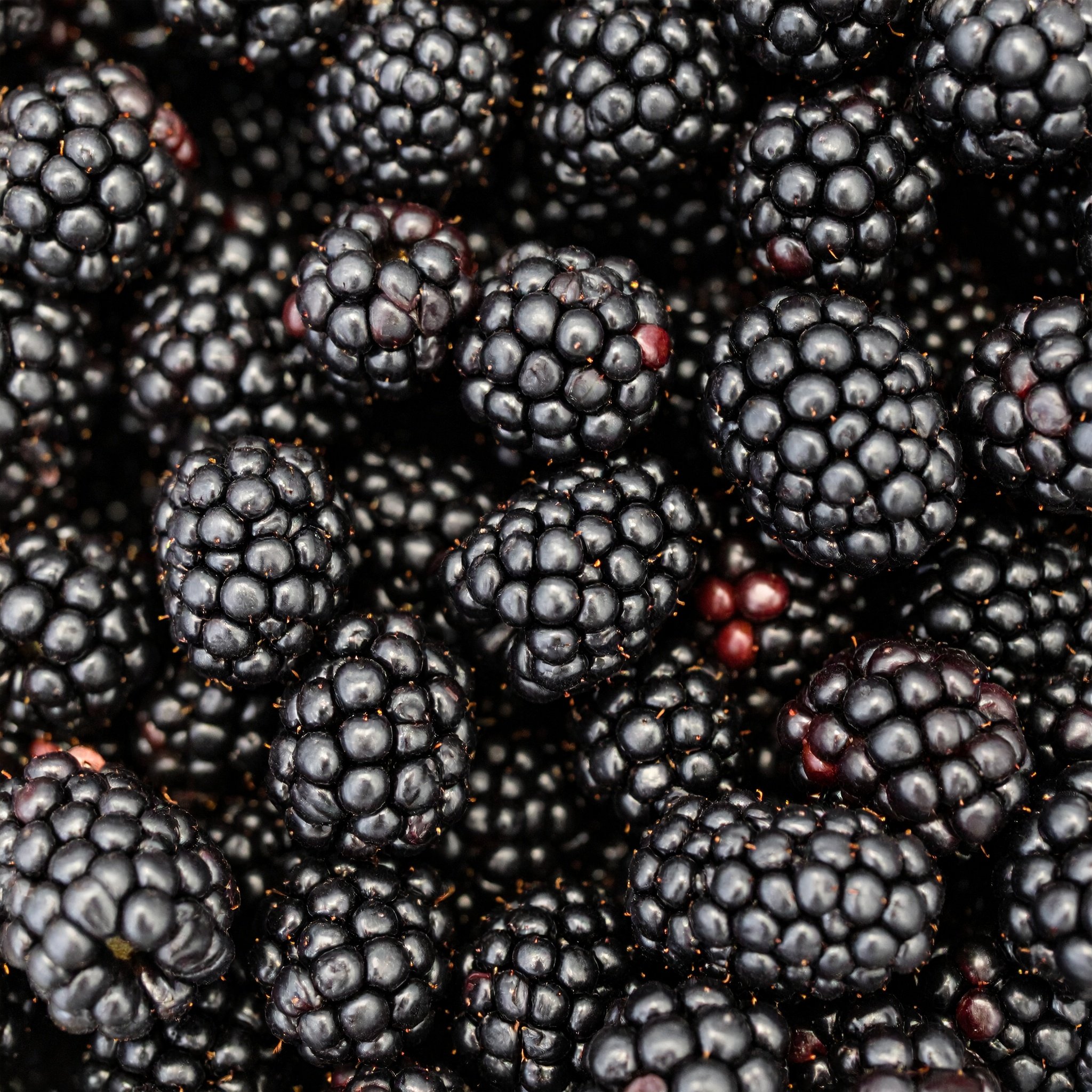 最終値下げbabyBerryBerryStrawberryParfaitjsk黒 Buy Berryfields Australian Blackberries 400g Online Sydney