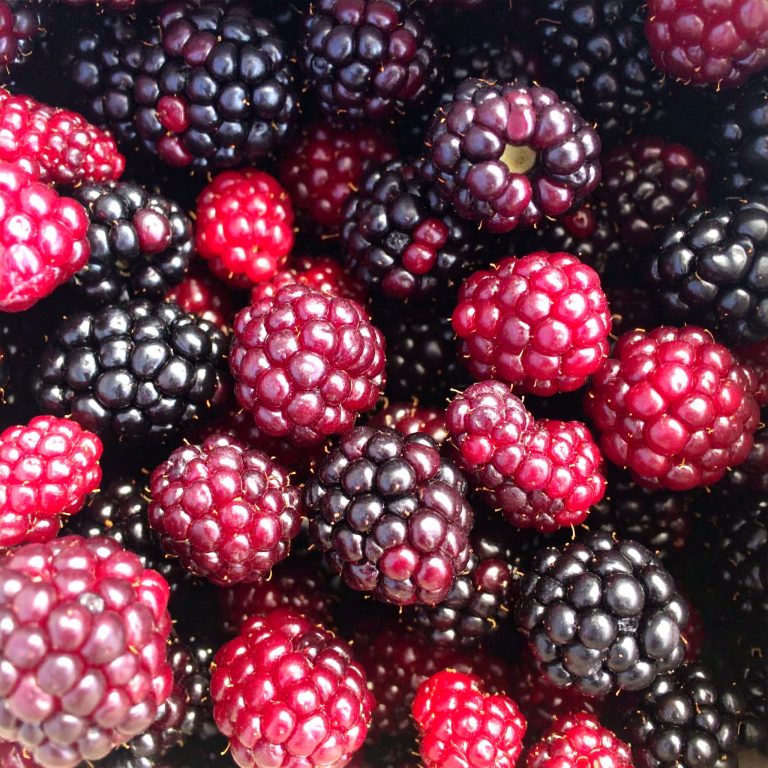 Harvestime Boysenberries 1Kg Gallery Image | Frozberries Sydney