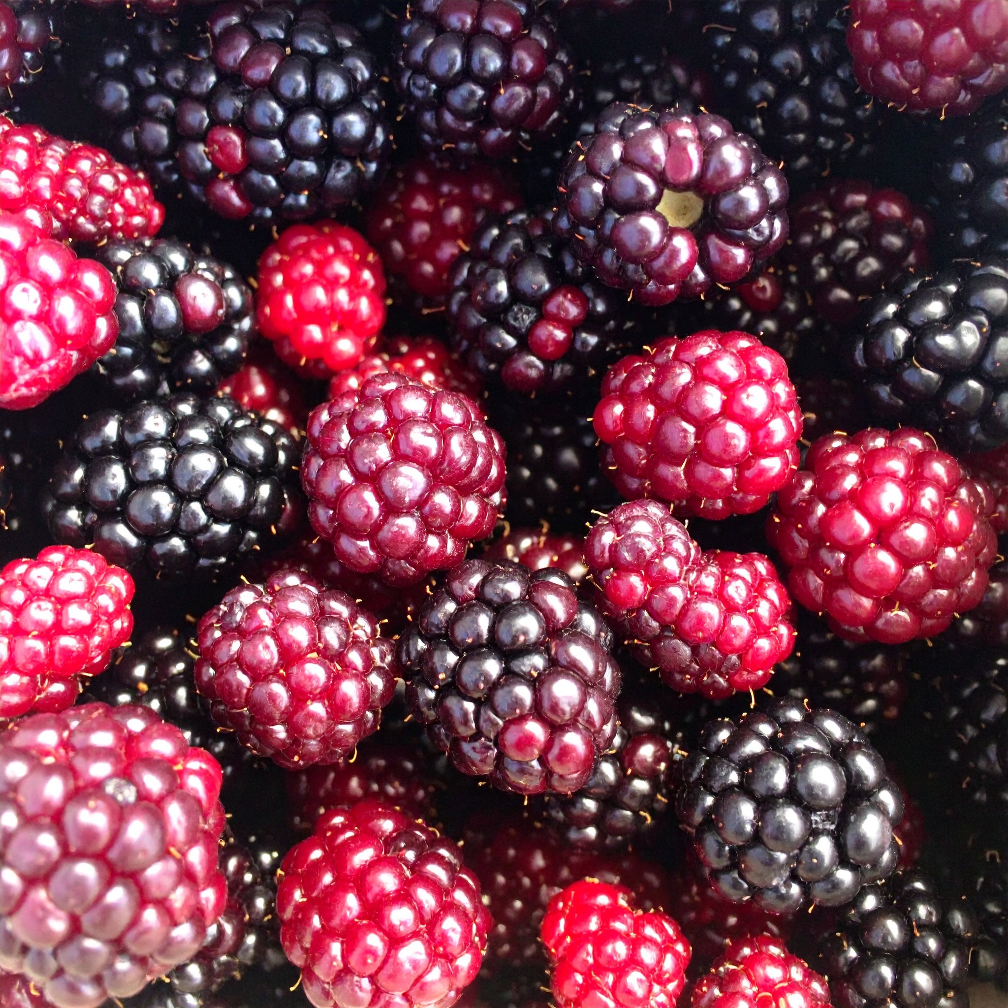 Harvestime Boysenberries 1Kg Gallery Image | Frozberries Sydney