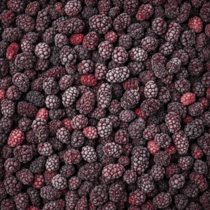 Harvestime Mulberries 1 Kg Gallery Image | Frozberries Sydney