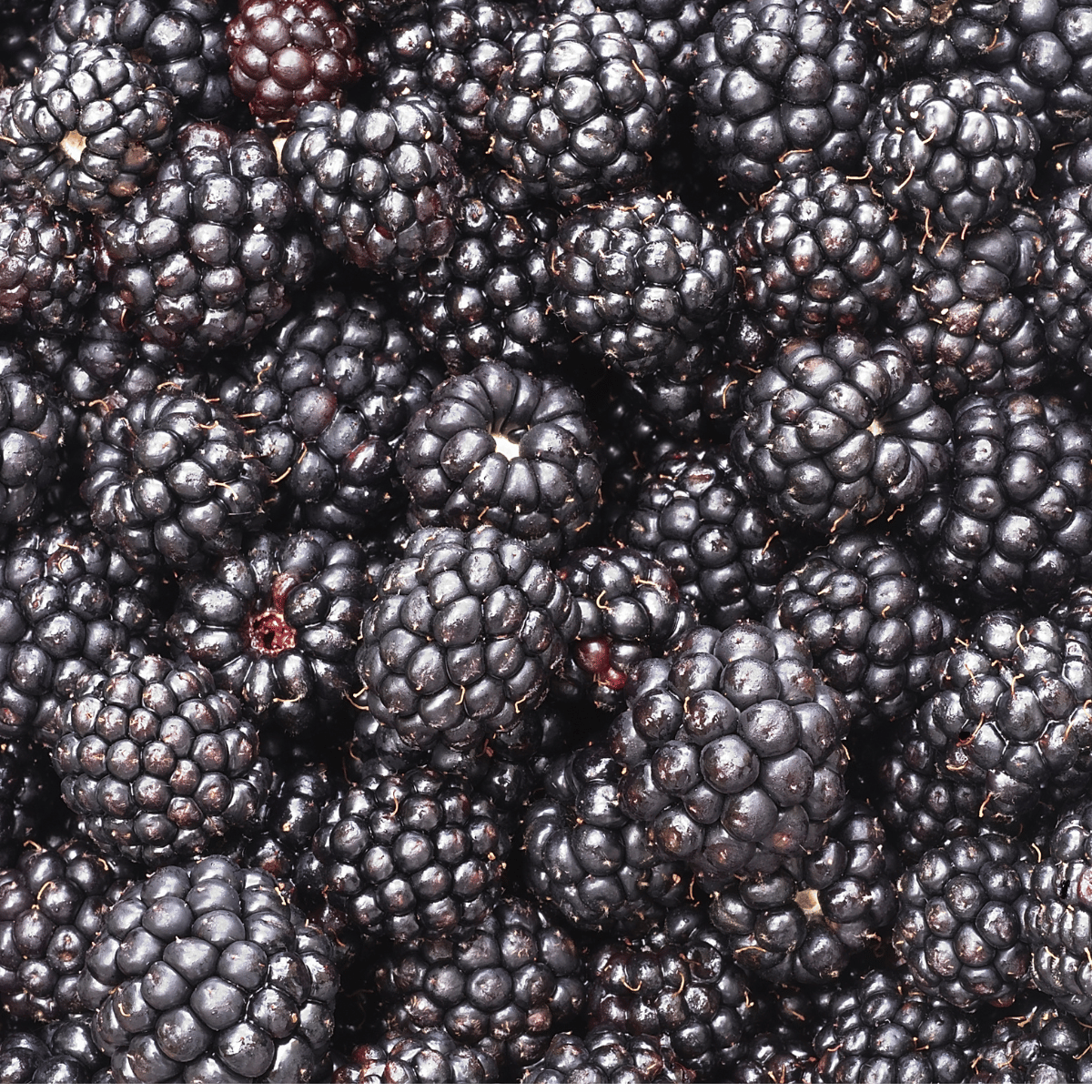 Harvestime Australian Blackberries Bundle 3 x 1kg @ $11.50/kg Gallery Image | Frozberries Sydney