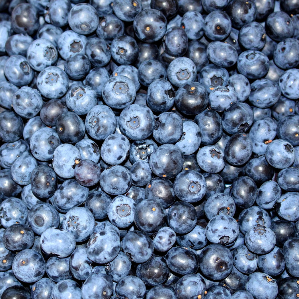 Harvestime Australian Blueberries 1kg Gallery Image | Frozberries Sydney
